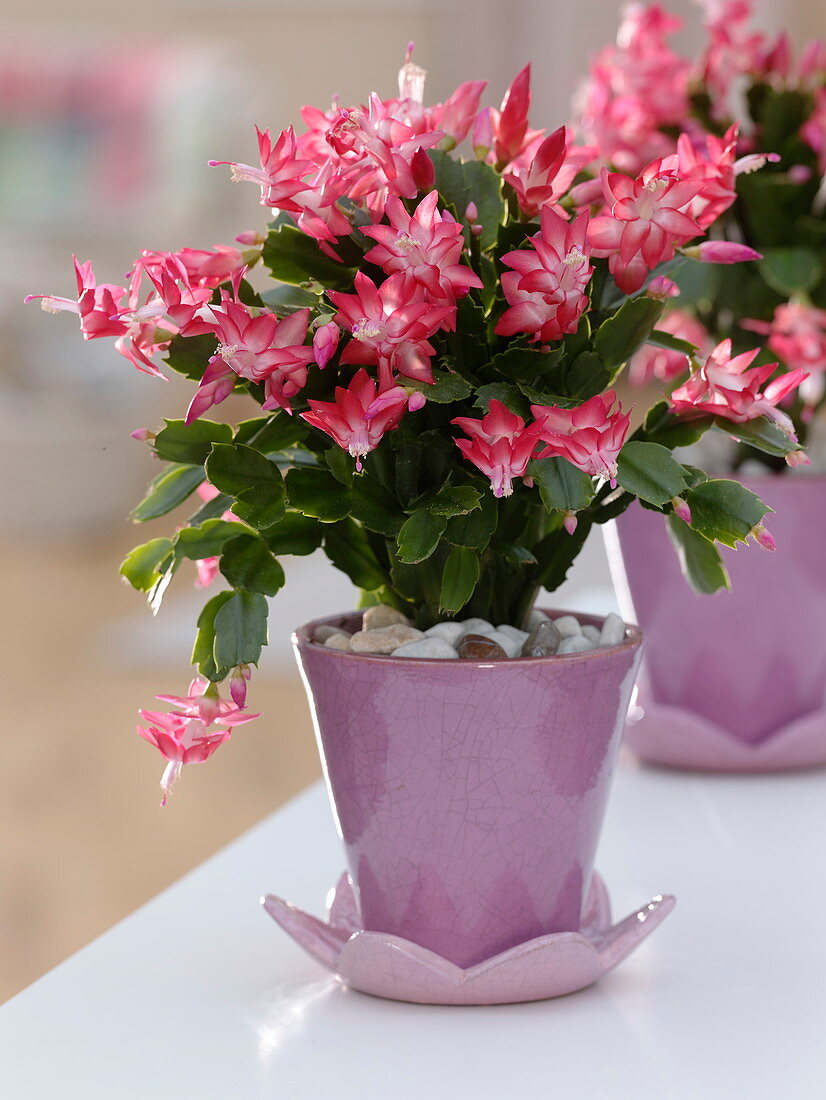 Schlumbergera (Weihnachtskaktus) in konischen Töpfen mit Untersetzer