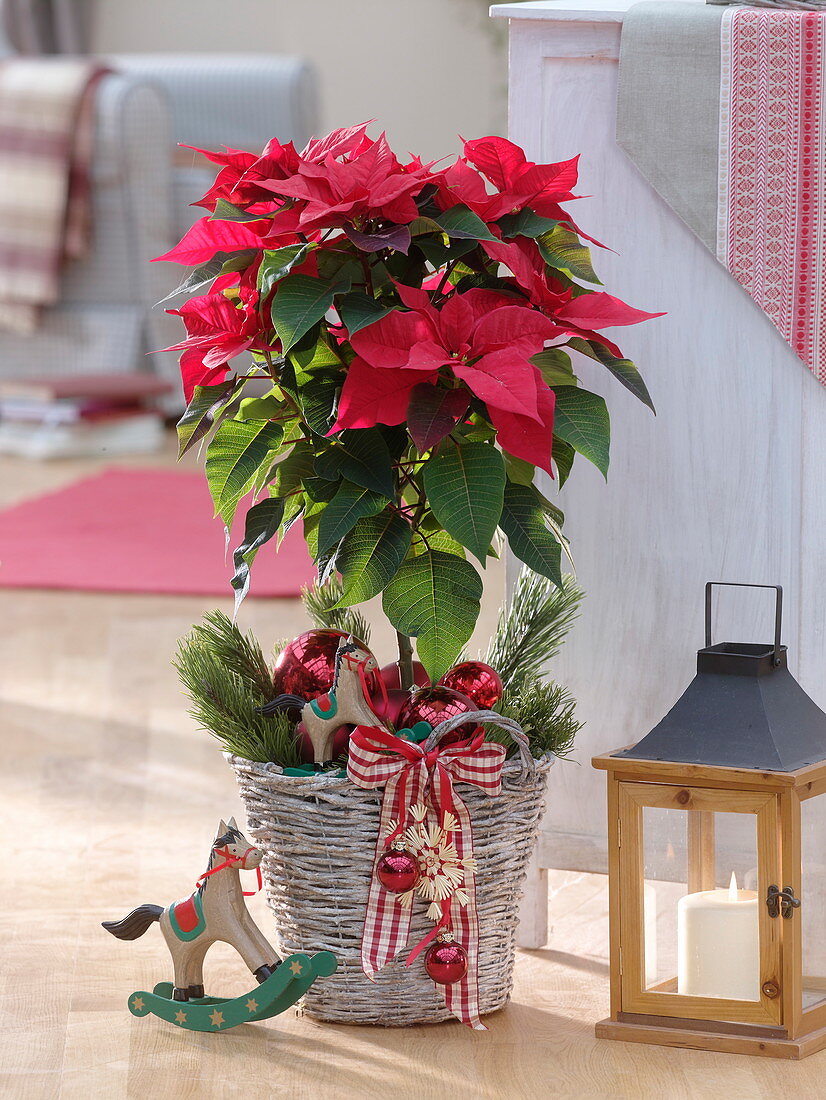 Euphorbia pulcherrima (poinsettia) as a stem in handle basket