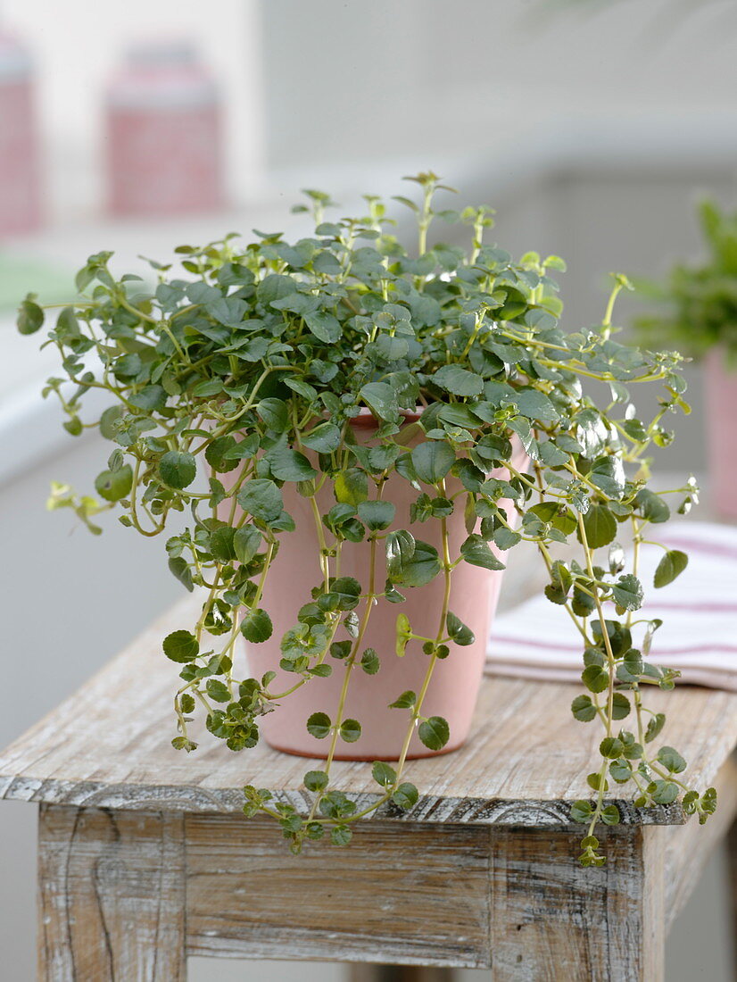 Pilea depressa 'Kiereweed' (Kanonierblume)