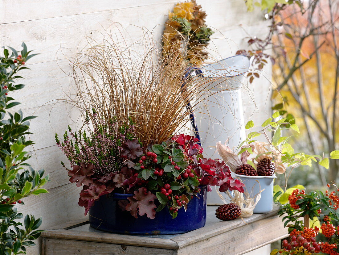 Carex 'Bronce Form' (Autumn Sedge), Gaultheria 'Winter Pearls Red Baron'