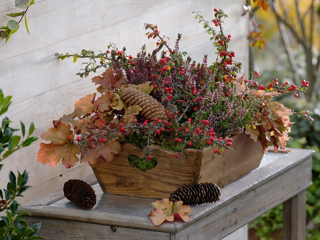 Cotoneaster dammeri (Zwergmispel), Heuchera 'Crème Brûlée'