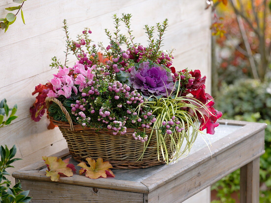 Basket planted autumnally, Pernettya, Brassica