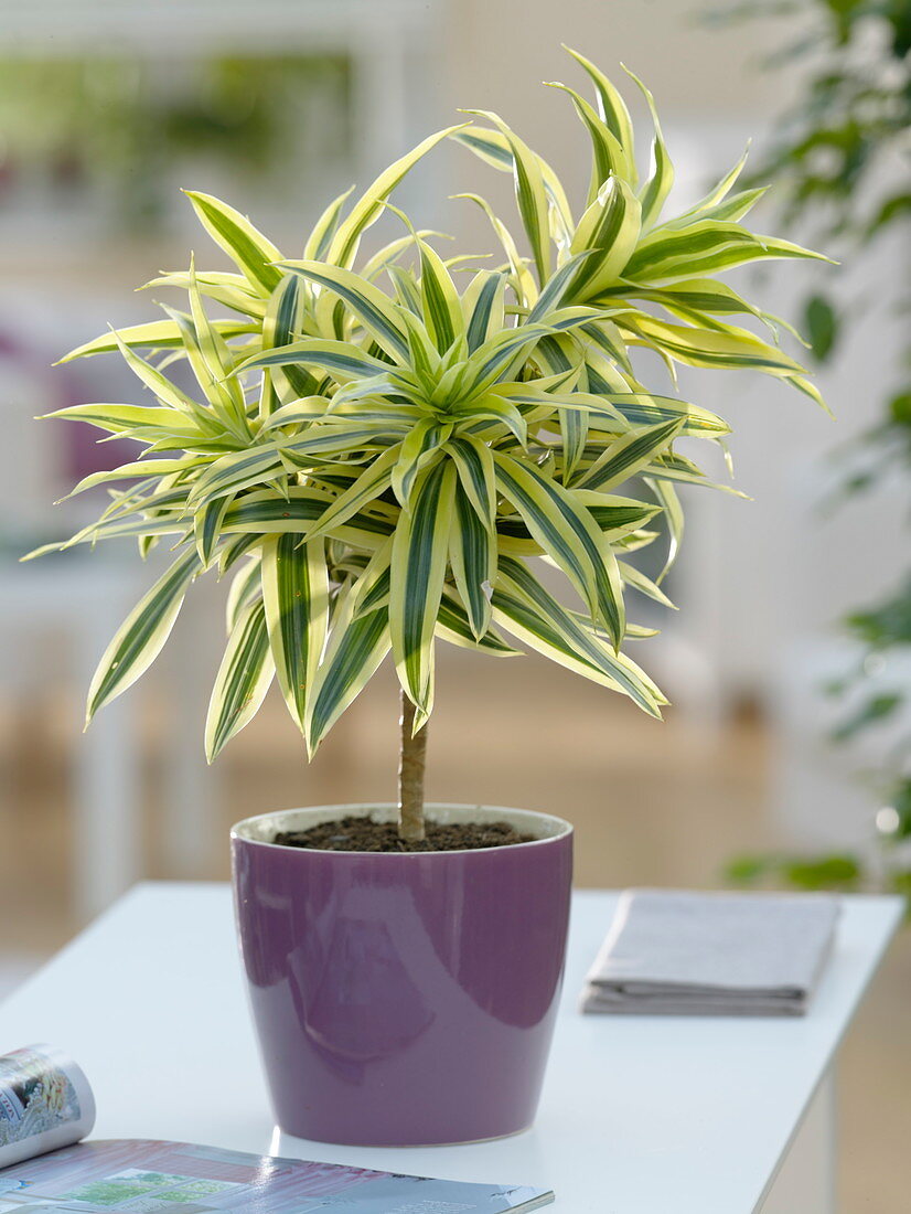 Dracaena reflexa 'Song of India' (Dragon tree) as mini trunk