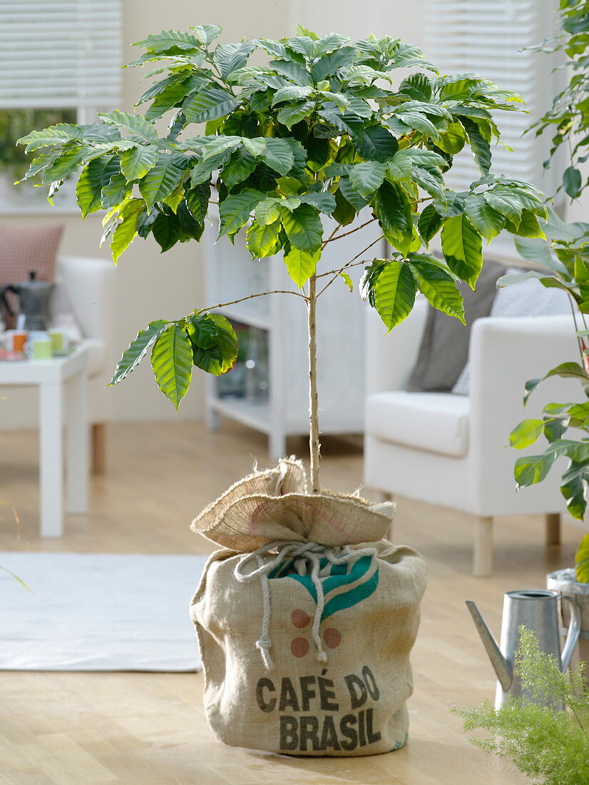 Coffea arabica (coffee tree) in the coffee sack