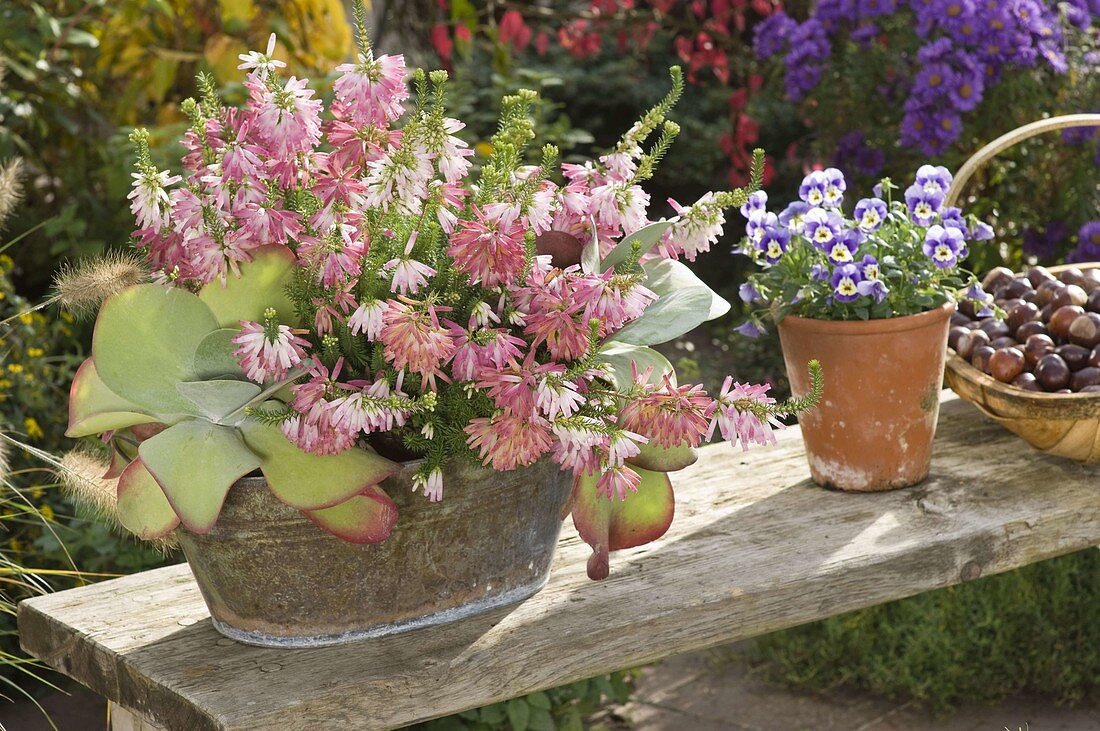 Erica verticillata (Baum-Heide), Kalanchoe thyrsiflora (Wüstenkohl)