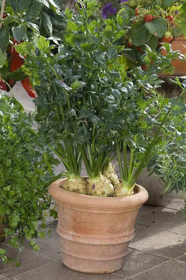 Celeriac (Apium graveolens var. rapaceum) in terracotta pot