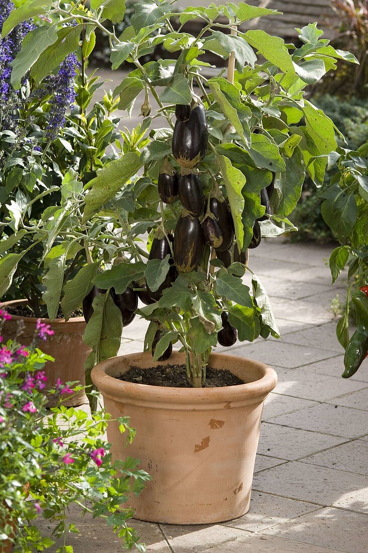 Mini - Aubergine 'Picola' (Solanum melongena) in Terracotta - Kübel