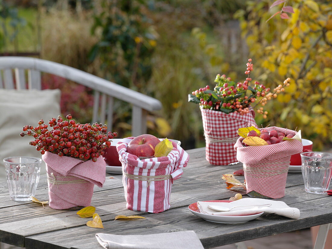 Hagebutten (Rosa), Apfel und Zieräpfel (Malus), Hypericum (Johanniskraut)