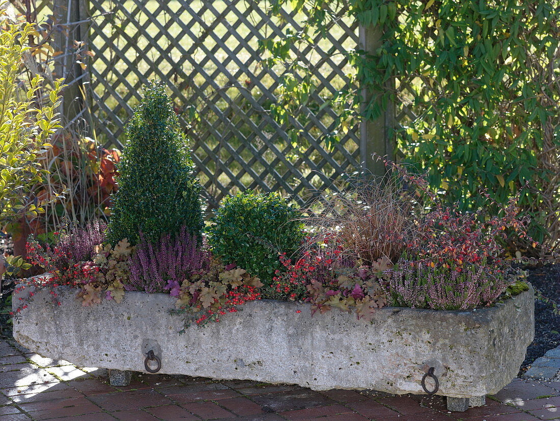 Winter-proof planted stone trough with Buxus (boxwood cone) and sphere