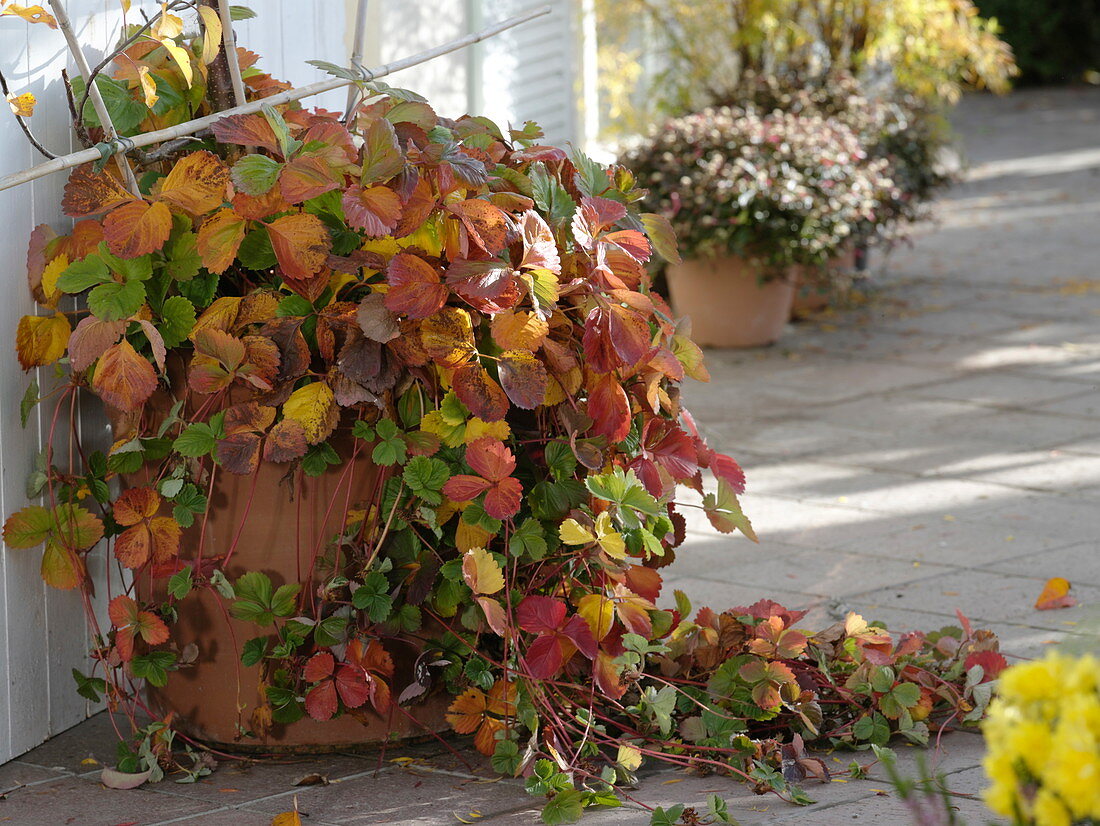 Fragaria (Strawberry) in terracotta pot