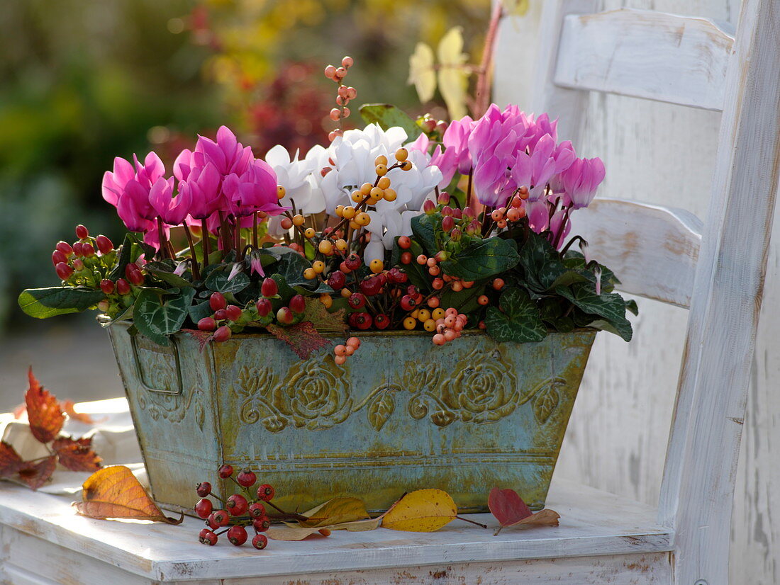 Cyclamen (cyclamen) in metal box decorated with branches of holly
