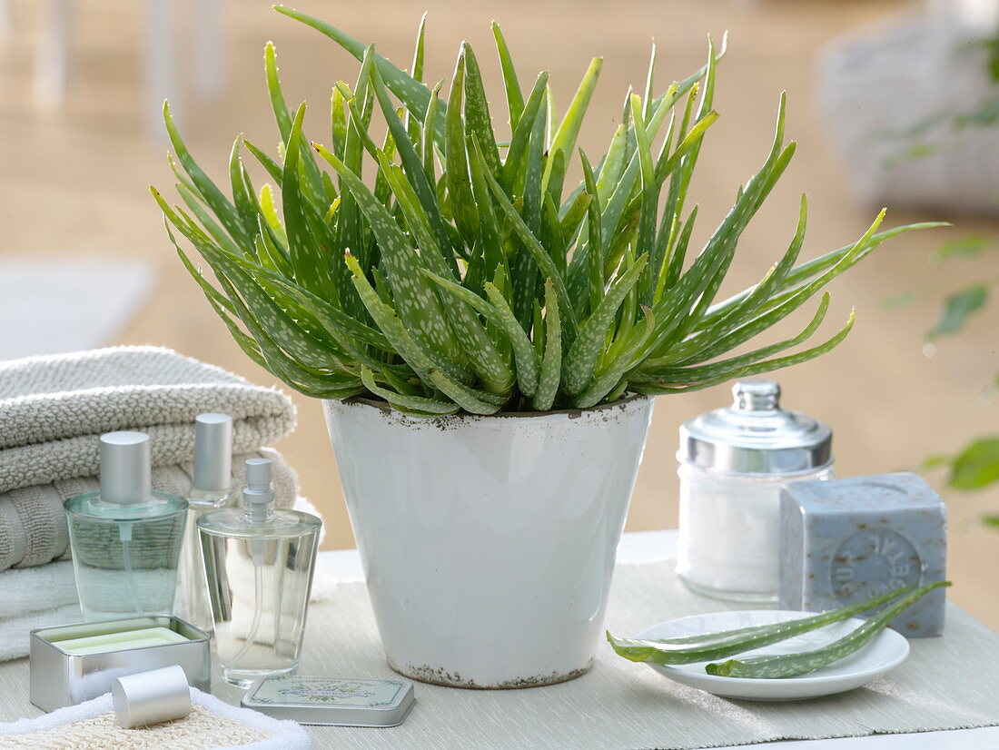 Aloe Vera barbadensis 'Sweet Aloe'