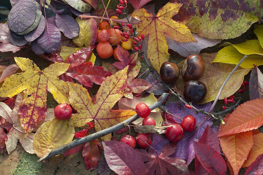 Still life with autumn leaves and berries