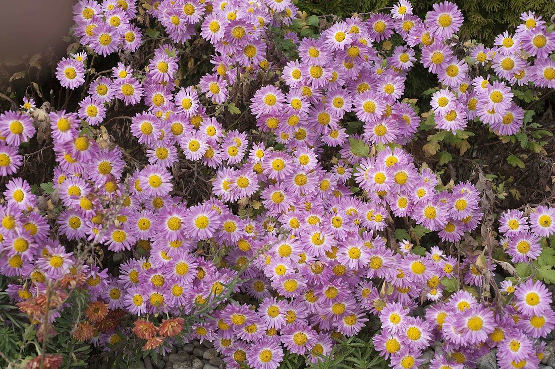 Chrysanthemum koreanum 'Hebe' (Autumn Chrysanthemum)