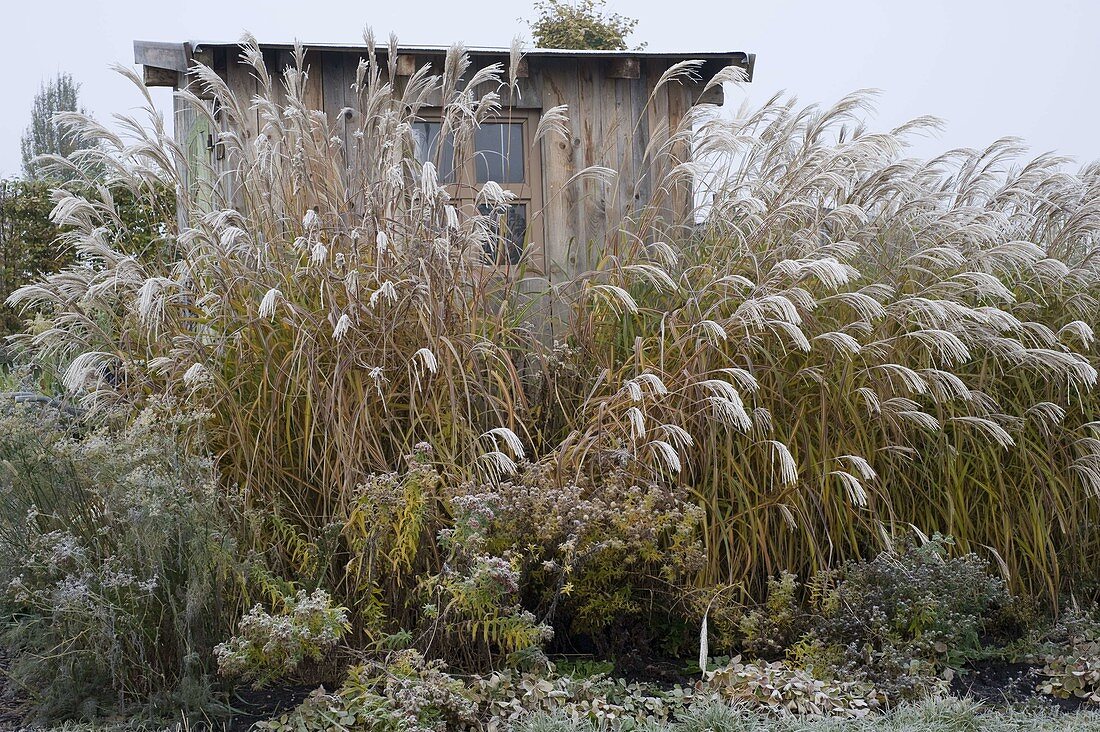 Miscanthus (Chinaschilf) vor Gartenhaus, Aster (Herbstastern)