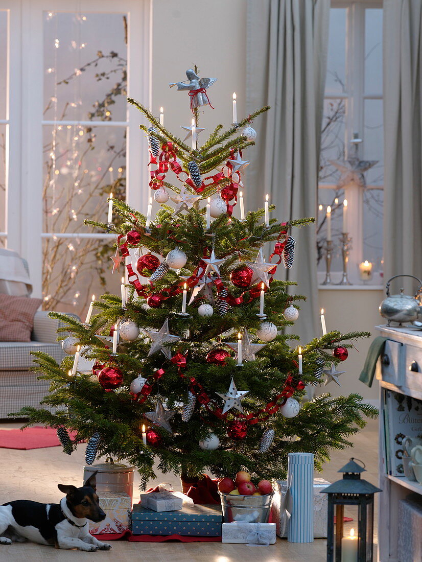 Abies nordmanniana (Nordmann fir) decorated with red and white