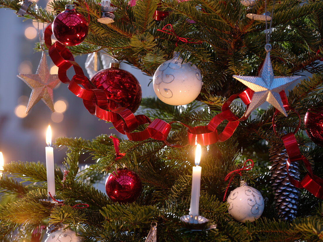 Abies nordmanniana (Nordmann fir) decorated with red and white