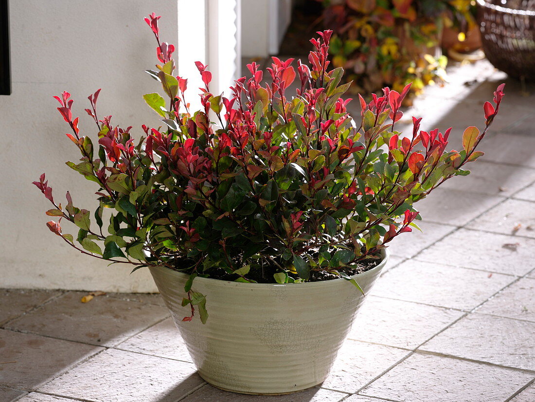 Photinia fraseri 'Little Red Robin' (dwarf loquat)