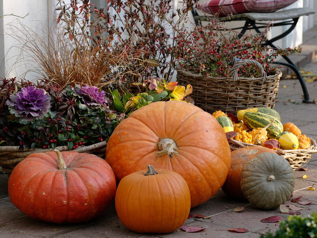 Autumn terrace with pumpkins (Cucurbita), Brassica (ornamental cabbage), Gaultheria