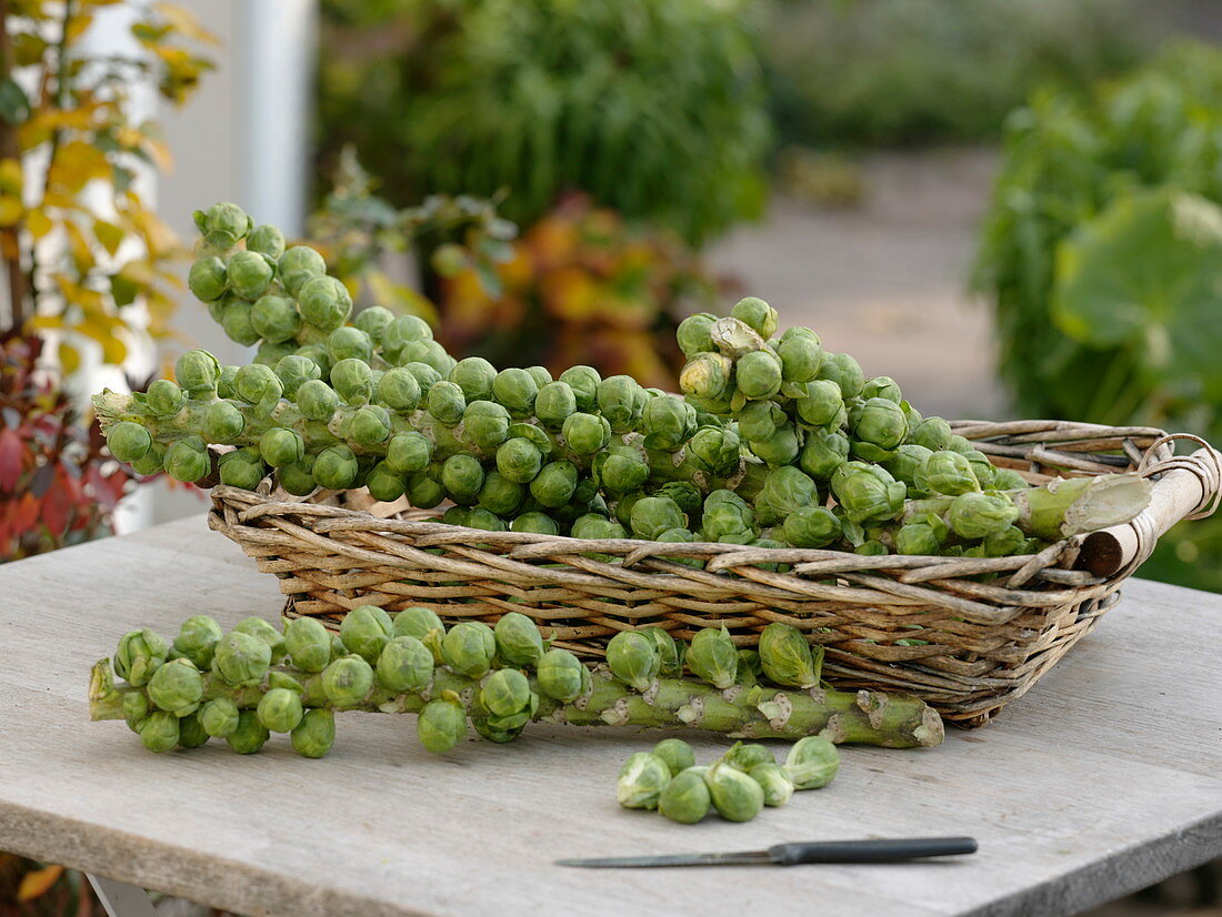 Freshly harvested stalks of Brussels sprouts