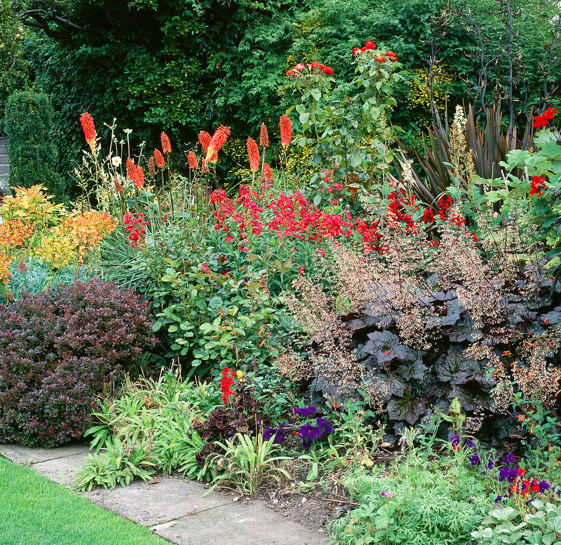 THE Red BORDER with KNIPHOFIA, PENSTEMON … – Bild kaufen – 12161276 ...