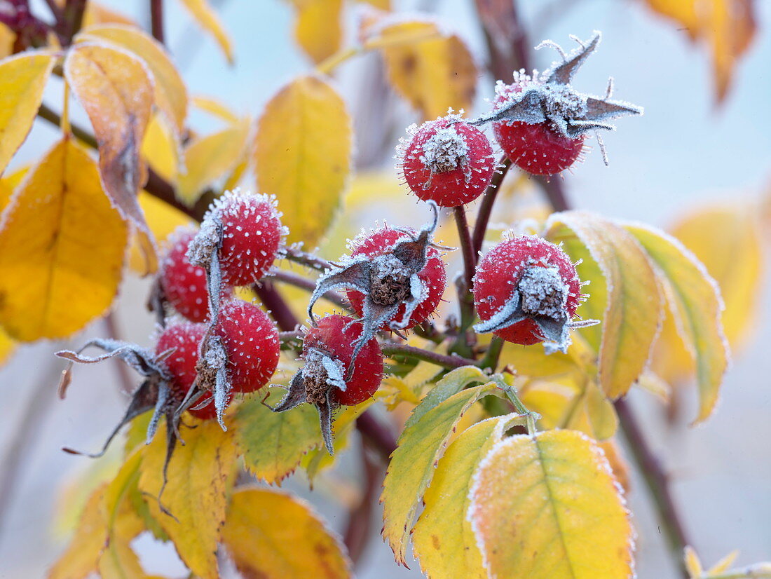 Pink 'Amazing Fantasy' (Rosehip Rose) with hoarfrost