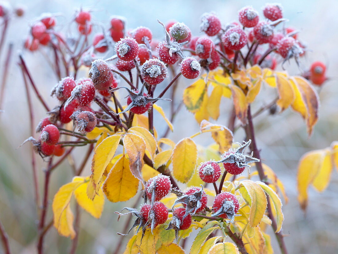 Rosa 'Amazing Fantasy' (Rosehip rose) with hoarfrost