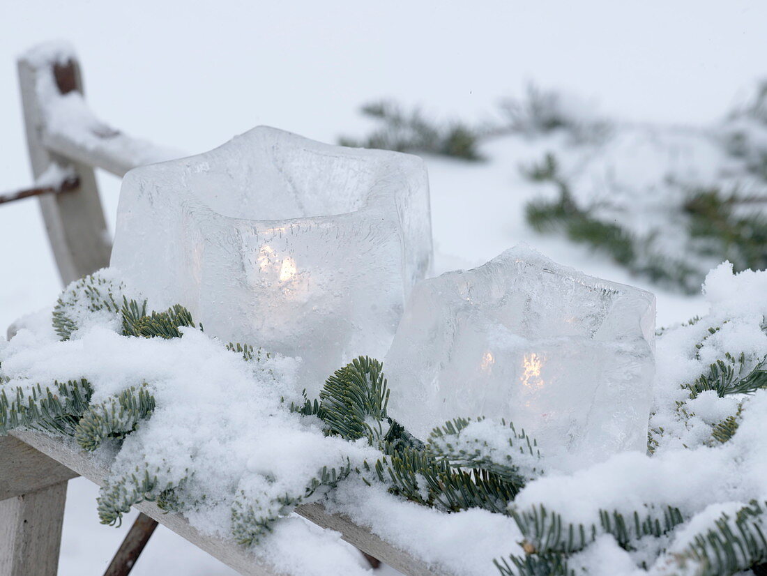 Lanterns of ice stars with snowy branches of Abies (Nobilis fir)
