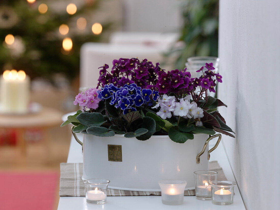 Saintpaulia ionantha (Usambara violet) in white metal bowl