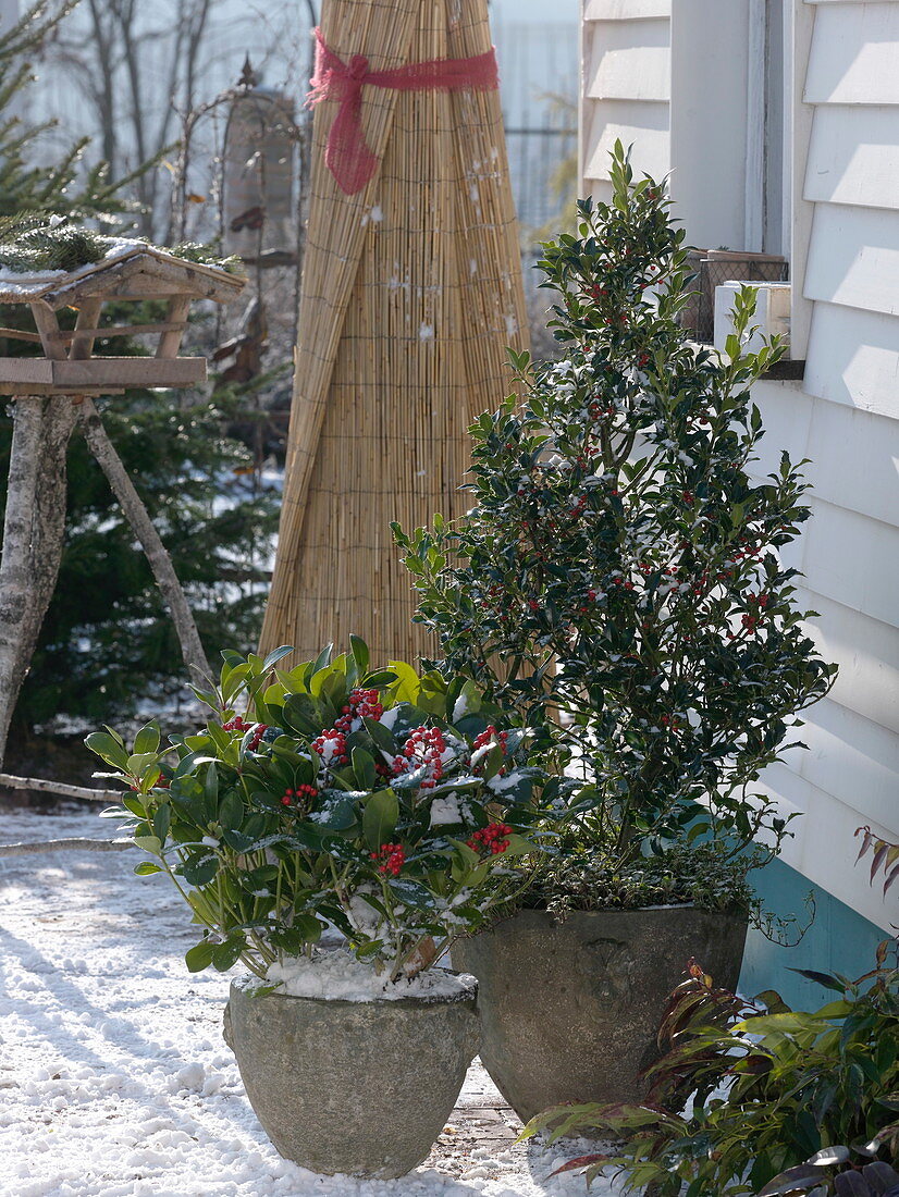 Ilex aquifolium and Skimmia reeversiana