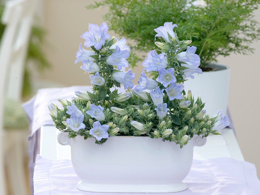 Campanula Mee 'Crownprincess' (Glockenblumen) in weißer Jardiniere