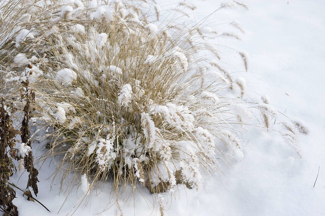 Snowy Pennisetum (Feather Bristle Grass)
