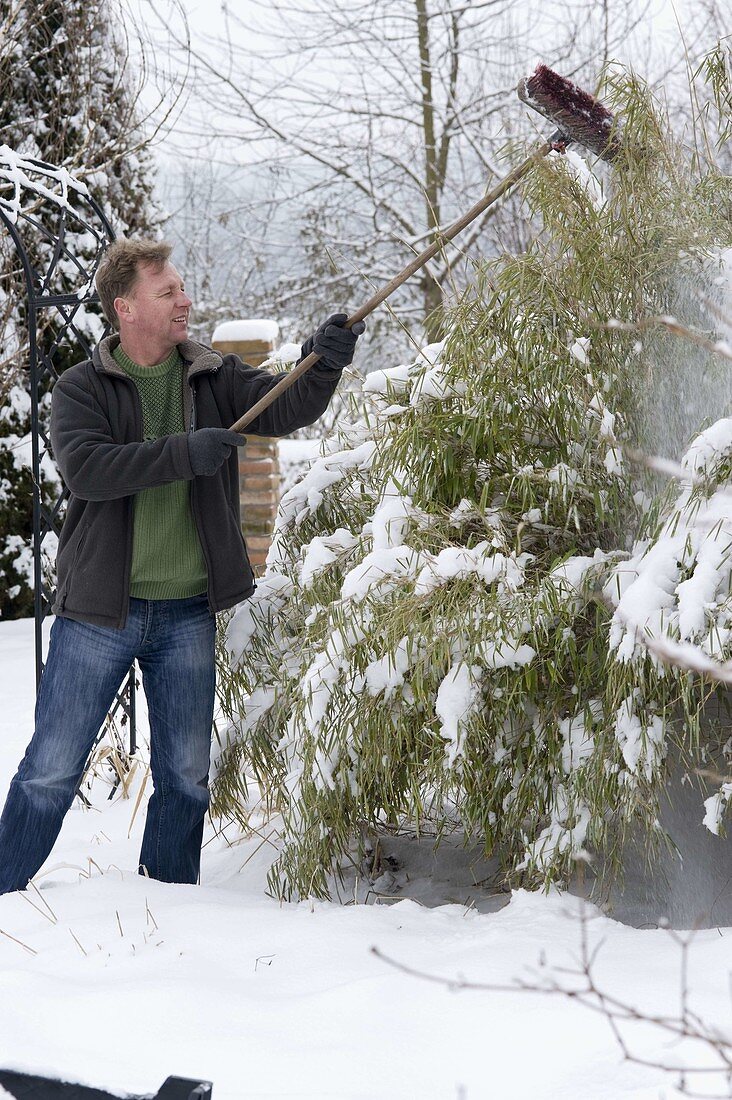 Man shakes snow with broom from Sinarundinaria (bamboo)