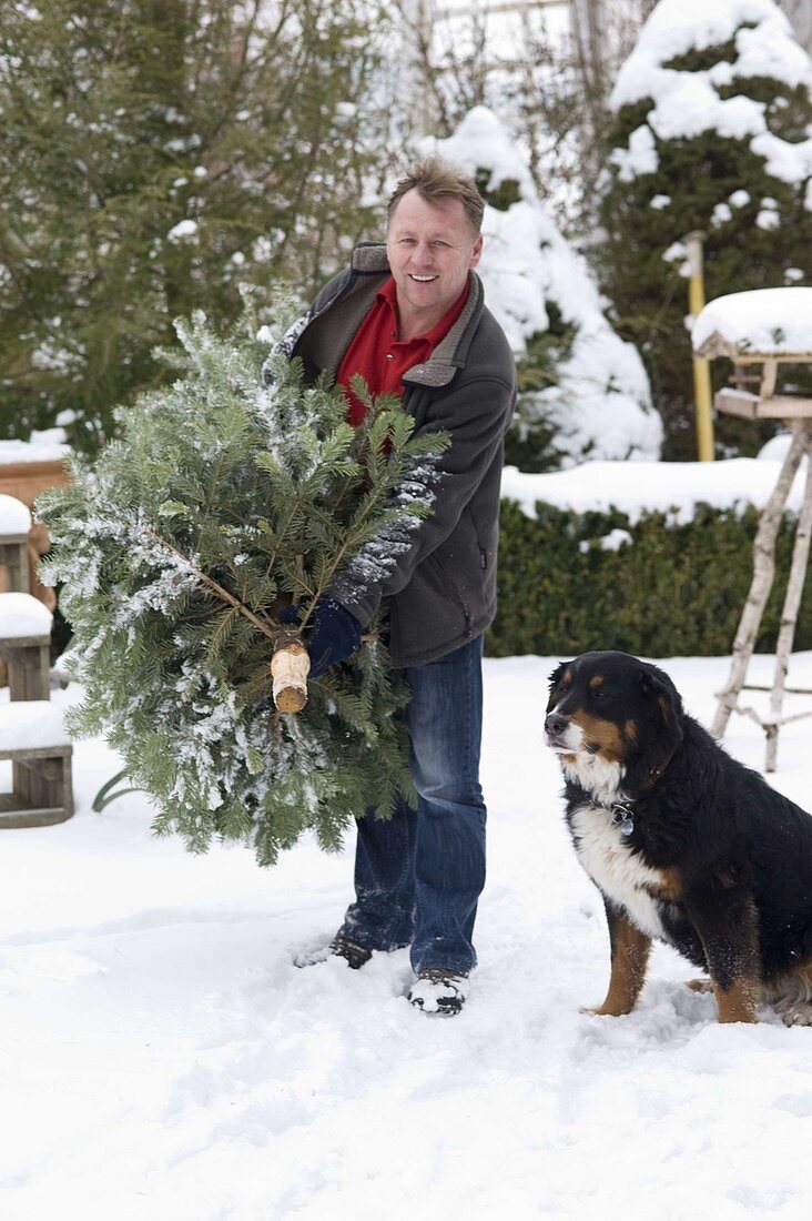 Man brings fir tree