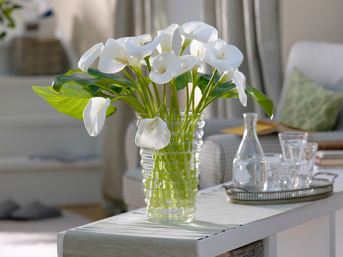 White bouquet of Zantedeschia (indoor calla) in glass vase