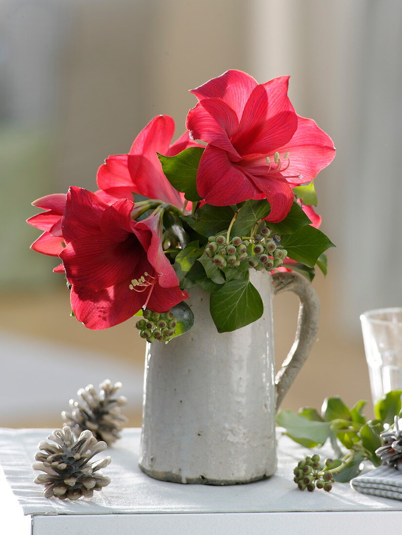 Hippeastrum (Amaryllis) with Hedera (Ivy) in jug