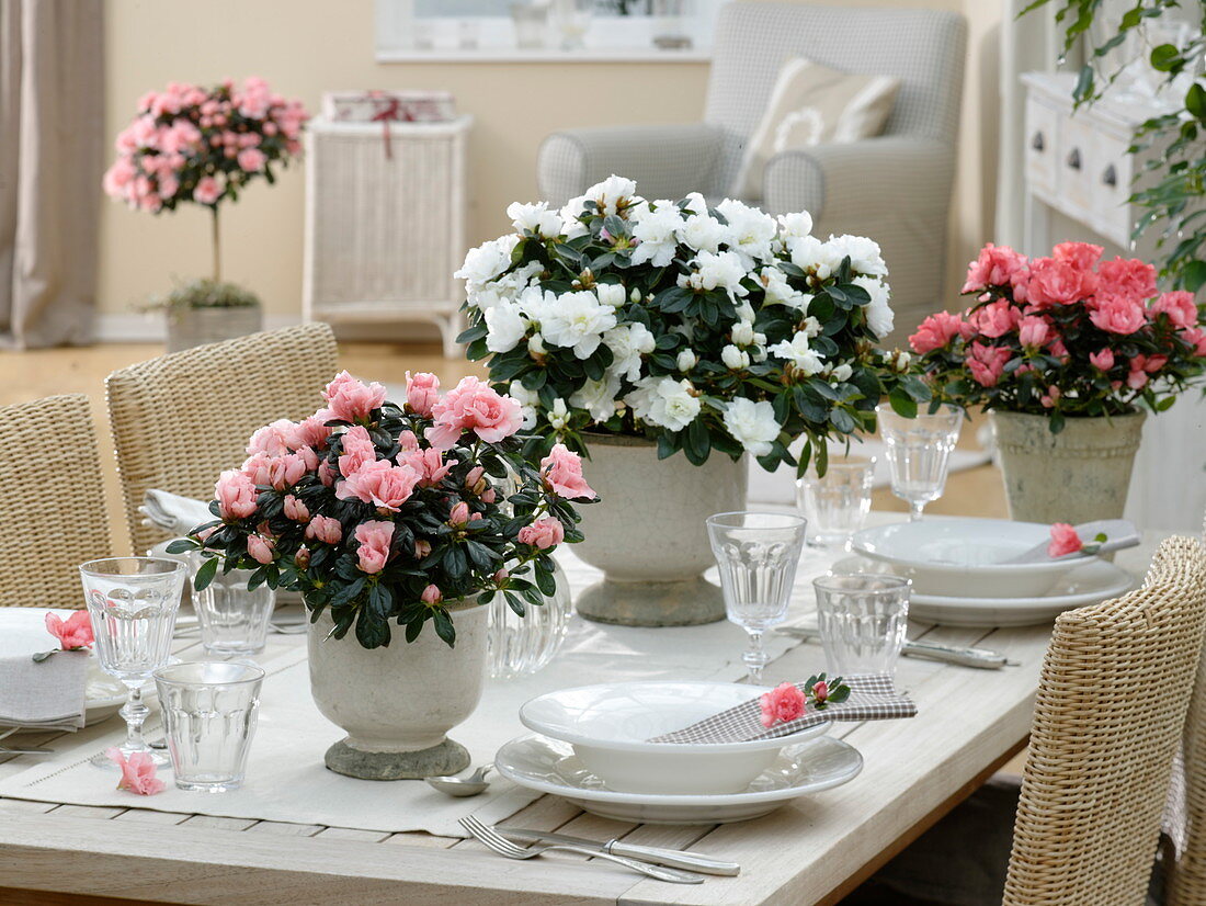 Azalea table decoration