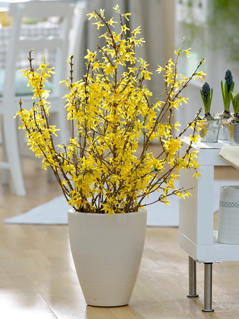 Flowering branches of Forsythia (Goldilocks) in white floor vase