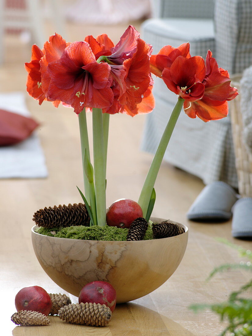 Hippeastrum 'Red Lion' (amaryllis) in wooden bowl