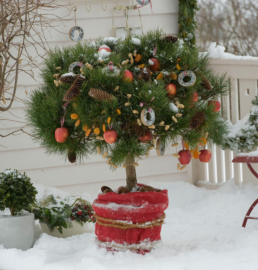 Birdseed tree on snowy balcony