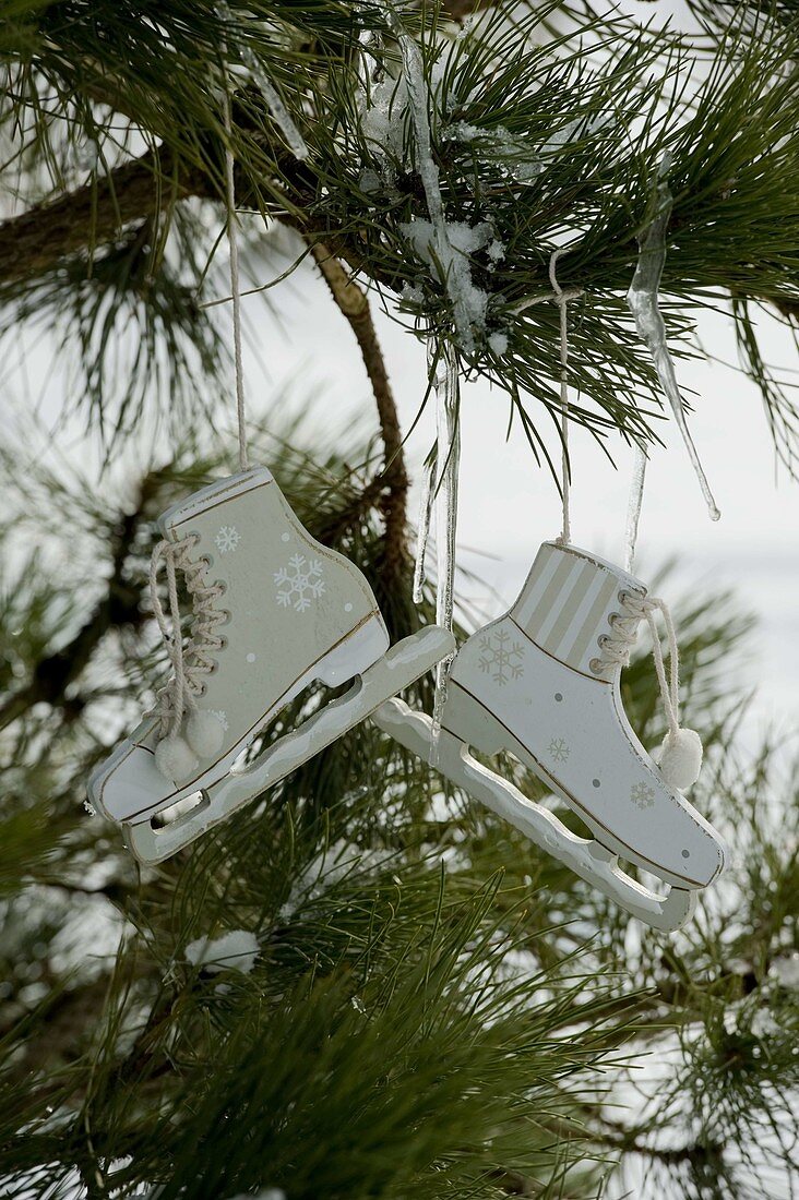 White wooden skates hung on snowy Pinus (pine)
