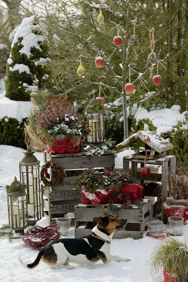 Apple tree as food station for birds with apples, bird fat balls