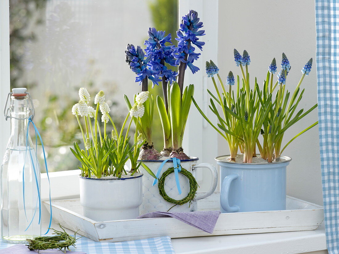 Muscari (Traubenhyazinthen), Hyacinthus (Hyazinthen)