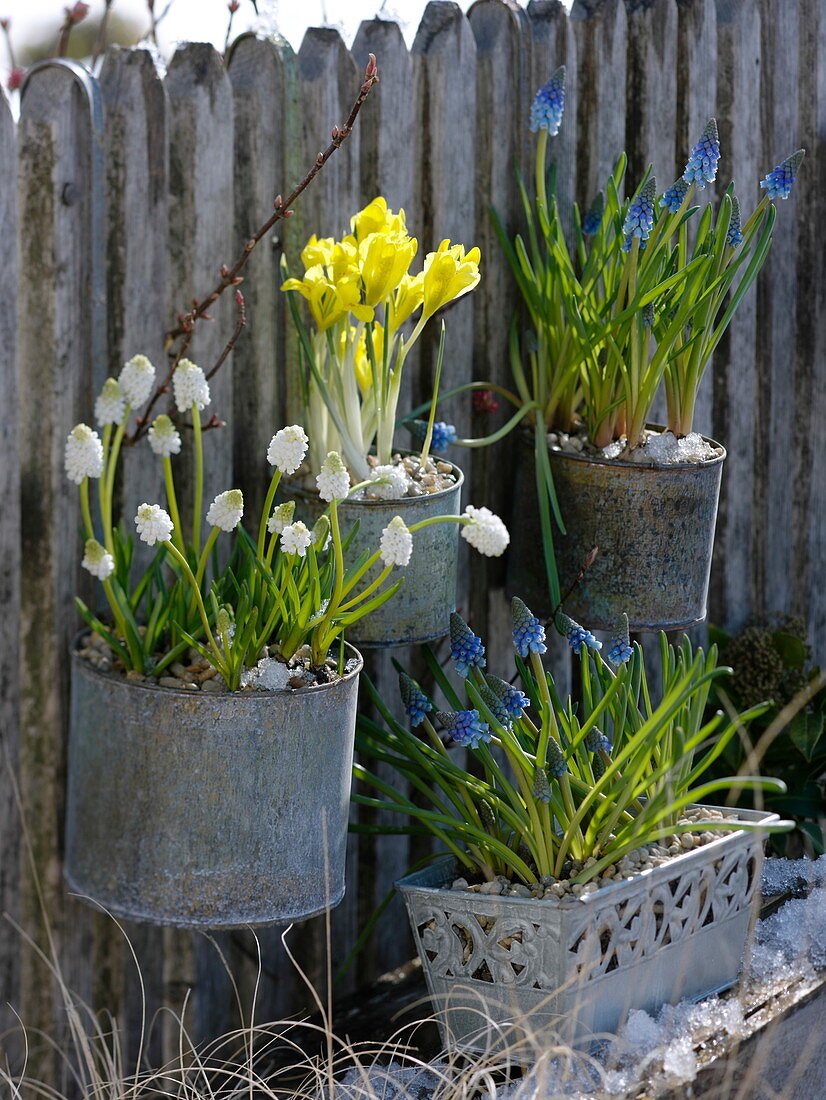 Metalltöpfe mit Muscari (Traubenhyazinthen), Iris danfordiae (Gelbe Iris)