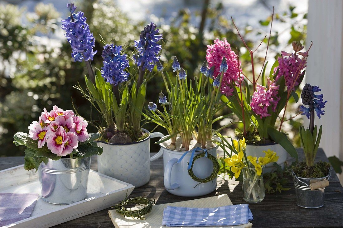 Hyacinthus (Hyazinthen), Muscari (Traubenhyazinthen), Primula (Primel)