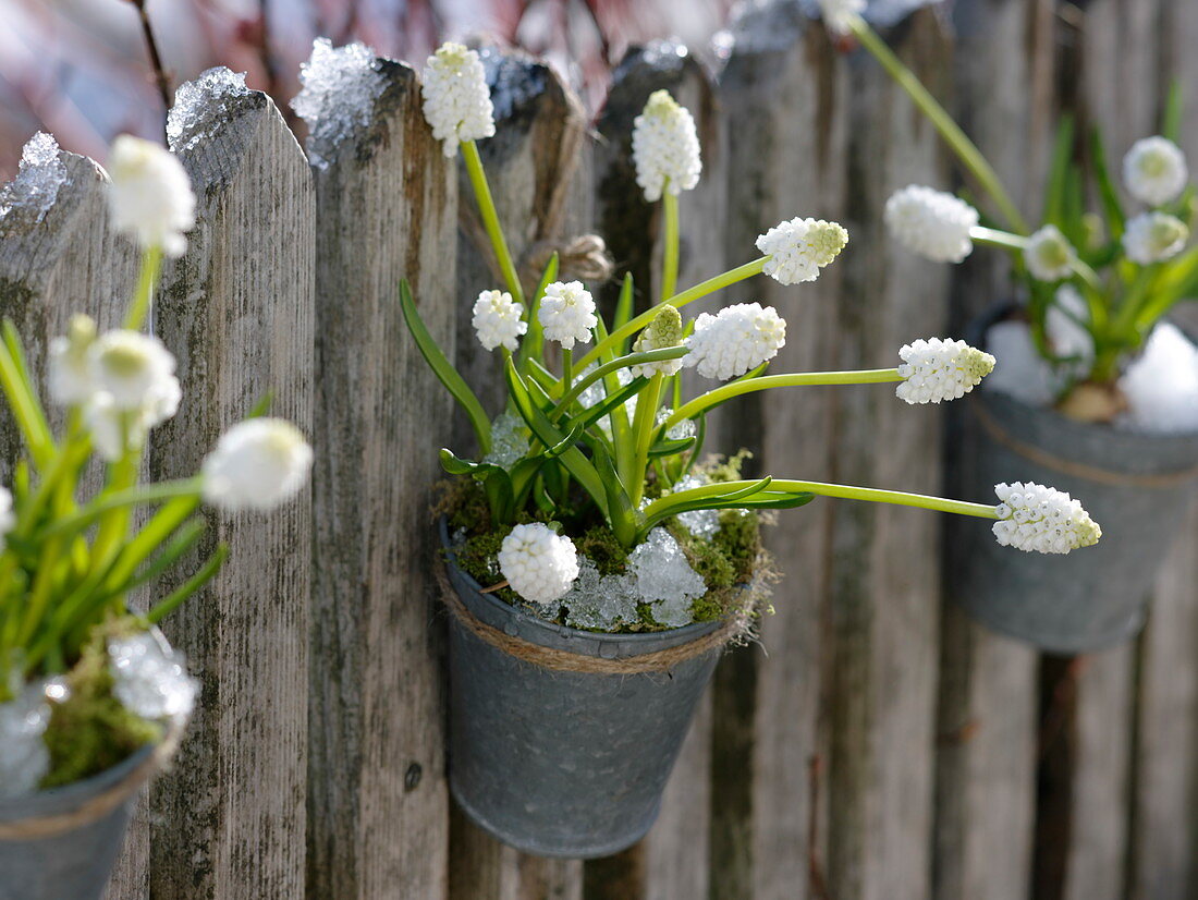 Metalltöpfe mit Muscari 'Album'(Traubenhyazinthen) an Gartenzaun