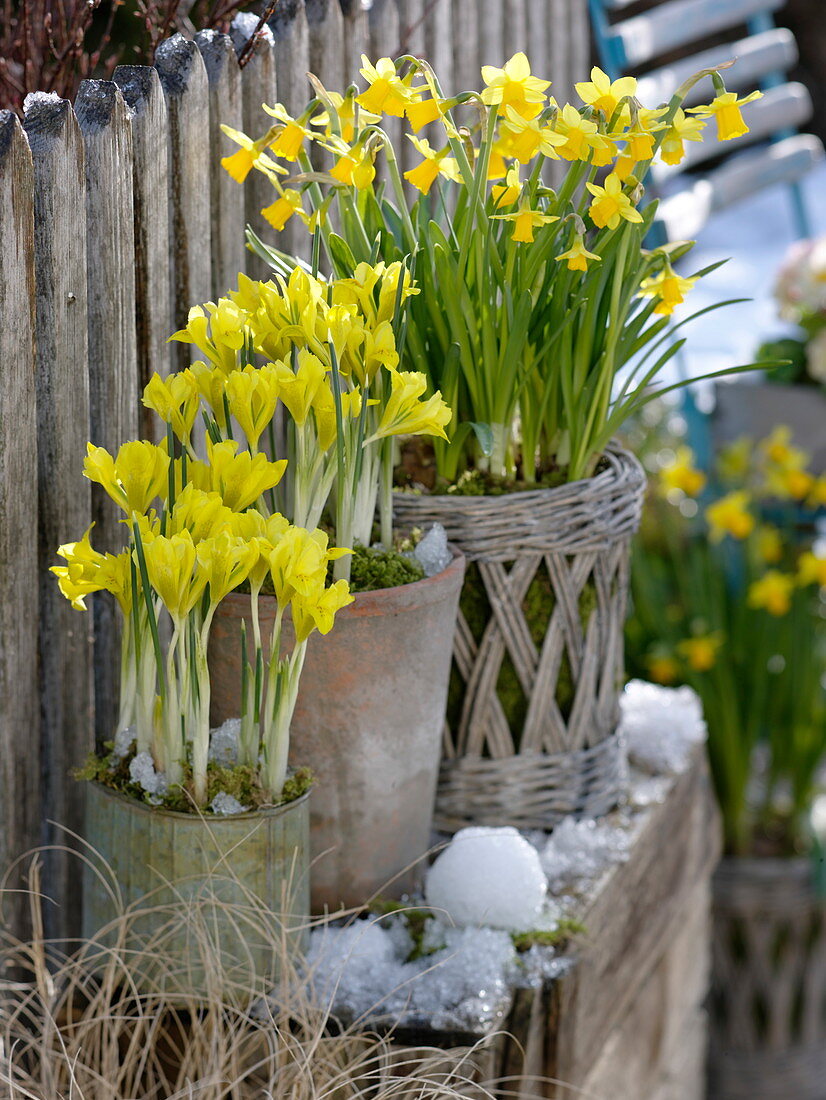 Iris danfordiae (Gelbe Iris), Narcissus 'Tete a Tete' (Narzissen) in Blechtopf