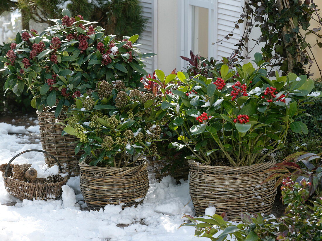 From left: Skimmia 'Rubella', 'Fragrant Cloud', Reevesiana