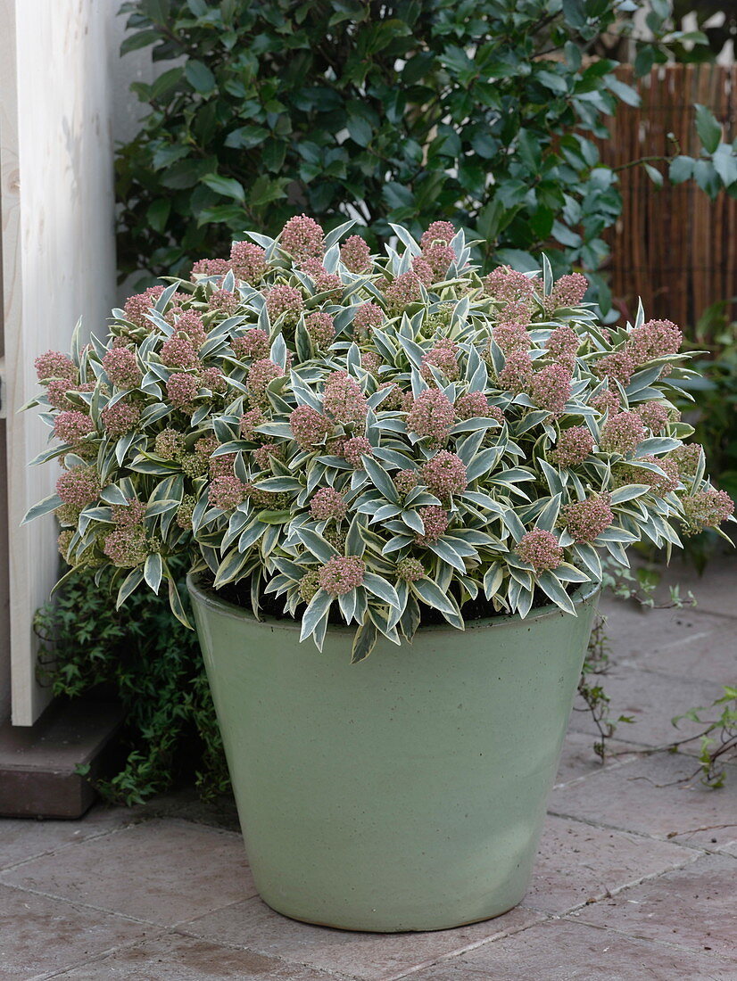 Skimmia 'Magic Marlot' (flowering skimmia) with variegated leaves