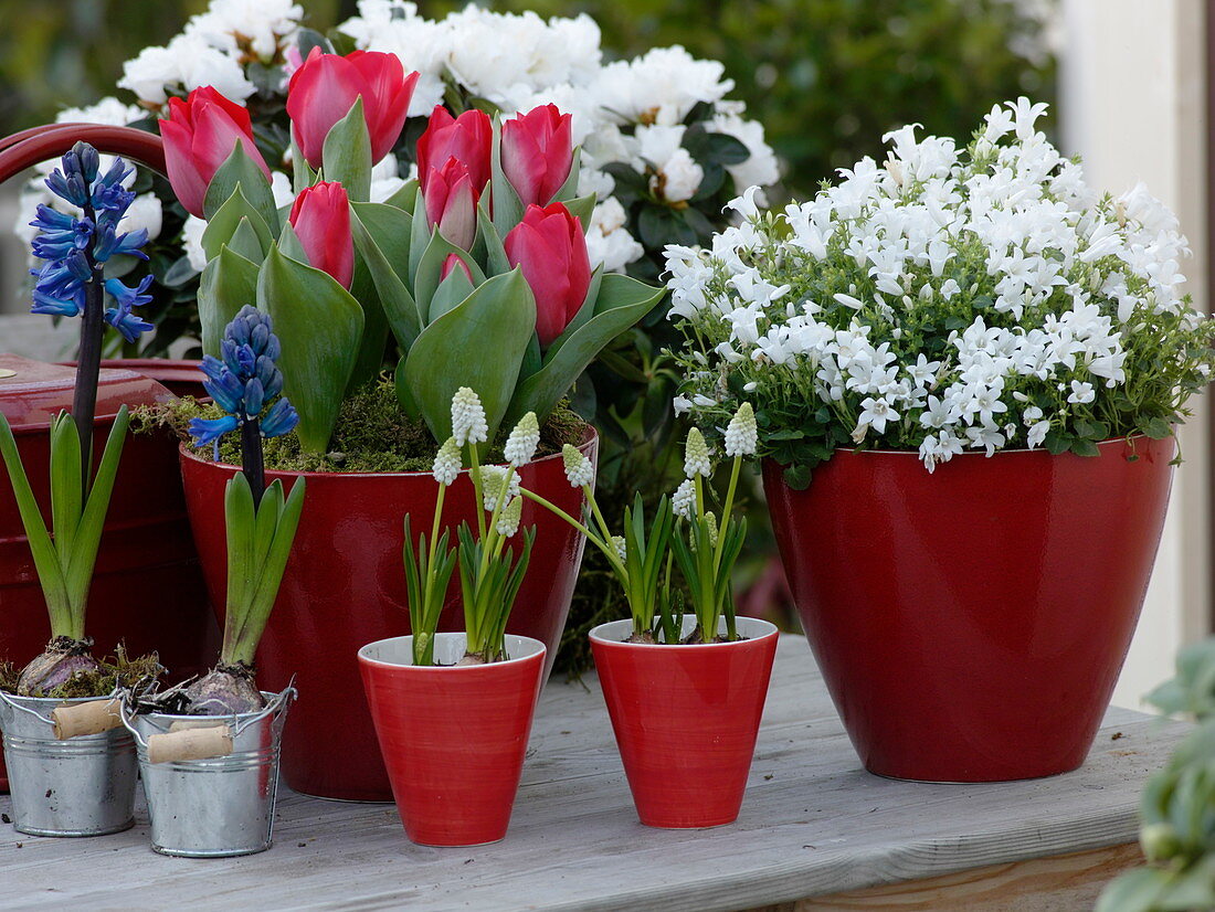 Tulipa 'Couleur Cardinal' (red tulips), Campanula portenschlagiana